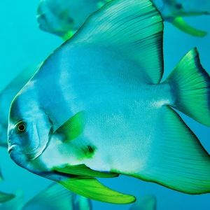 Meet your Posher, Negin